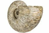 Massive, Tractor Ammonite (Douvilleiceras) Fossil - Madagascar #197179-2